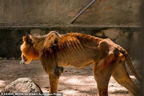 Photos of starving male lion in Nigerian zoo cause global outrage - DNB ...