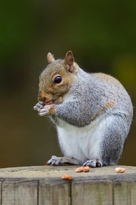 Eastern Gray Squirrel Sciurus Carolinensis Stock Image - Image of gray, rodent: 143652583