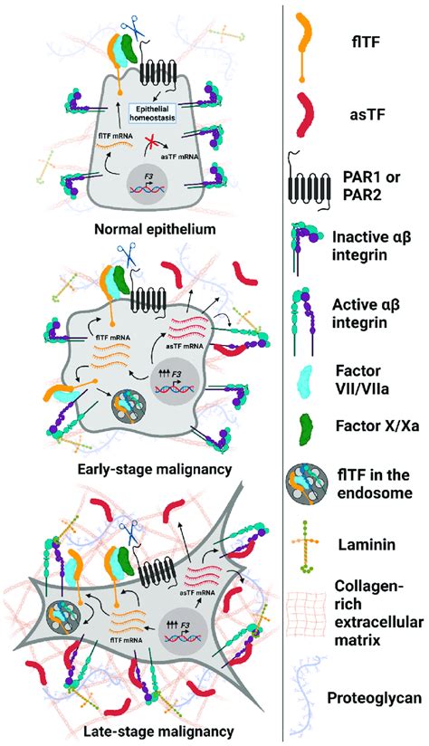 Expression and functional properties of Tissue Factor isoforms in ...