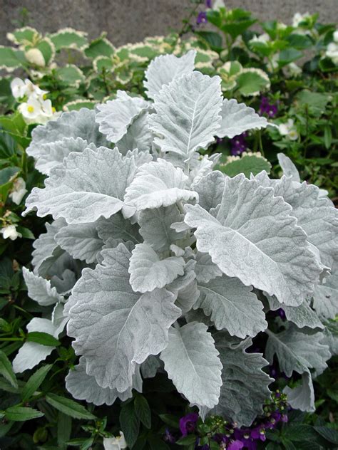 Dusty Miller Wide Leaf | Dusty miller, Garden, Garden inspiration