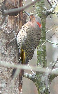 Alabama State Bird, Yellowhammer All Birds, Love Birds, Beautiful Things, Northern Flicker ...