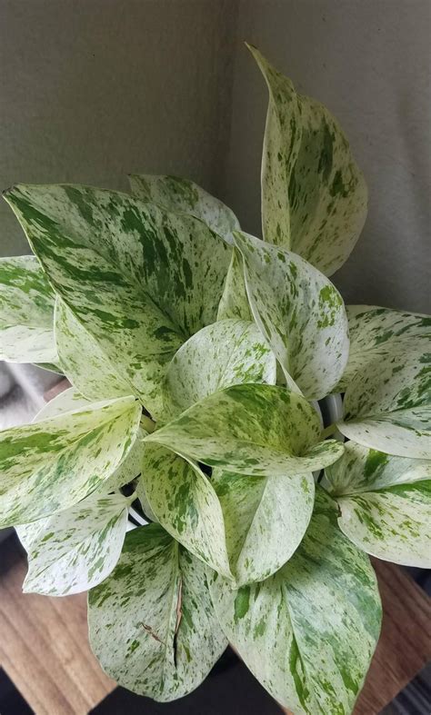 White Queen Pothos - Pothos Plant