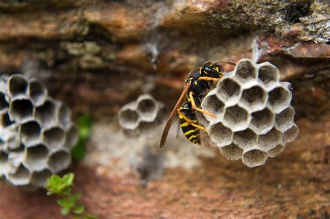The DIY Guide to Removing a Bee or Wasp Nest