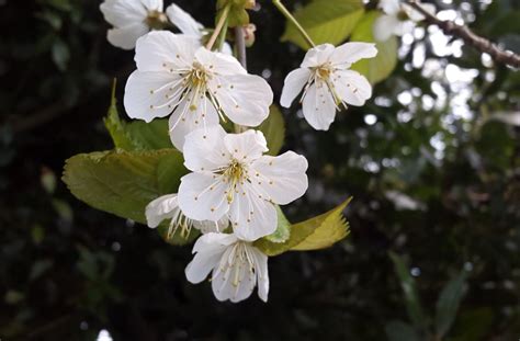 Bartenders' guide to foraging: Cherry blossom