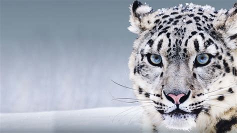 Wallpaper Snow Leopard, China, blue eyes, snow, Animals #8257