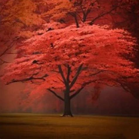 Rhode Island State Tree: Learn About the Red Maple