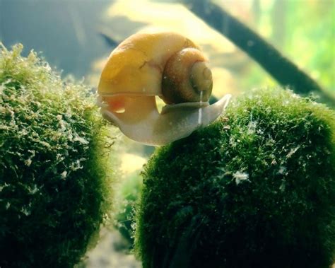 16 Types of Aquarium Snails You Should Have - The Aquarium Keeper