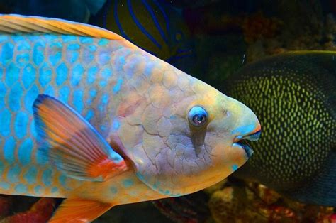 The Beauty of Your Aquarium: Parrot Fish | Pet BLoG