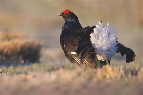 Black grouse - one of the most distinctive birds found on our shores