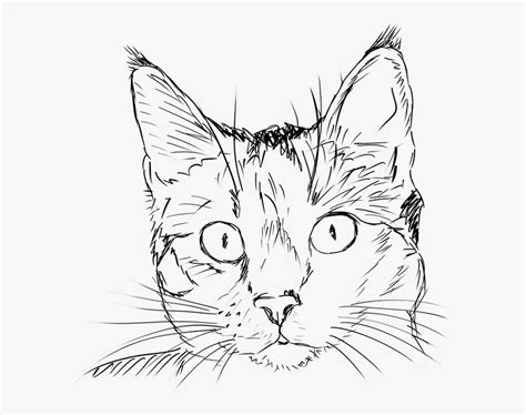 Realistic Cat Face Outline , Free Transparent Clipart - ClipartKey