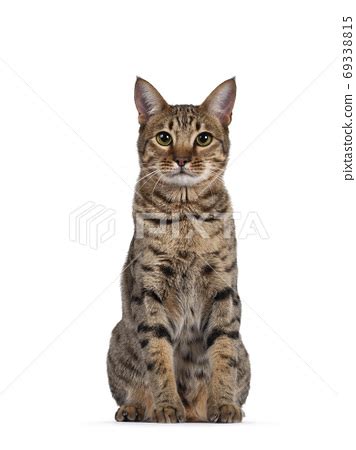 Young golden brown spotted cat on white background - Stock Photo [69338815] - PIXTA