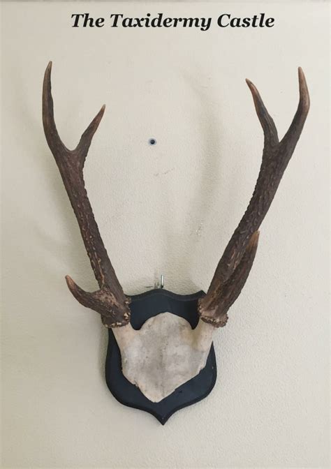 Items similar to Sambar deer antlers on Etsy