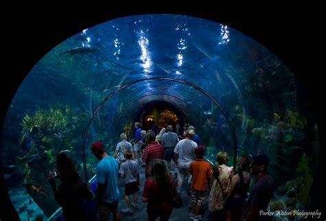 Audubon Aquarium, New Orleans, USA – Extreme Outdoor Adventure & Tourism For Spring - HoliCoffee