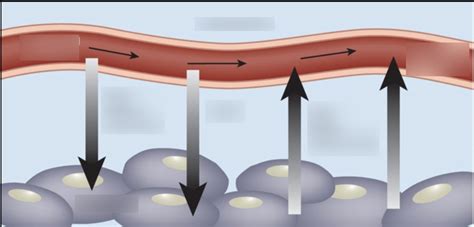 Perfusion Diagram Diagram | Quizlet