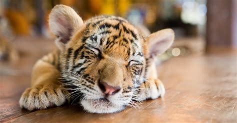 Baby Tiger: 5 Cub Pictures & 5 Facts - A-Z Animals