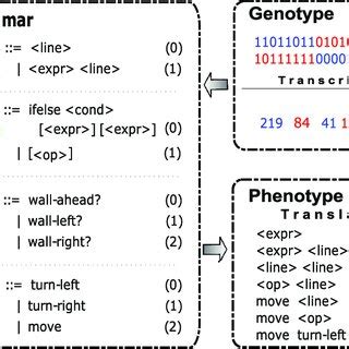 A process of mapping a genotype (binary) to a phenotype... | Download Scientific Diagram