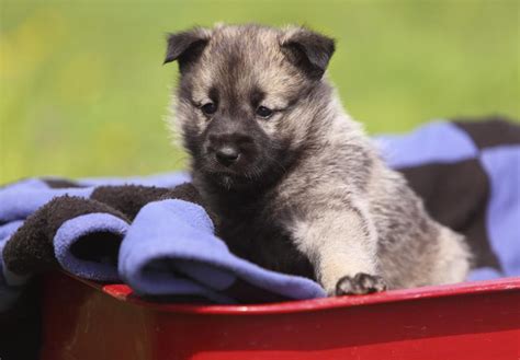 Norwegian Elkhound Puppies For Sale - AKC PuppyFinder