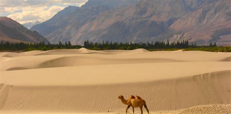 Desert Safari and Camping in Nubra Valley, the Hunder Sand Dunes