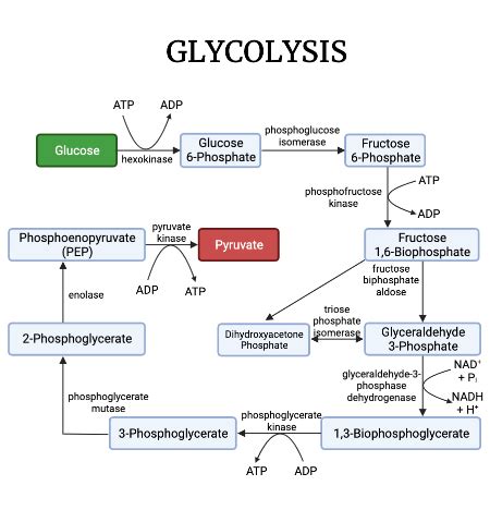 Predicting the Amount of ATP Produced from Glucose under Aerobic Conditions Practice | Biology ...