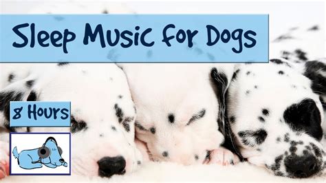 Extra Long Dog Sleep Music Playlist! Over 8 Hours of Sleep Music for ...