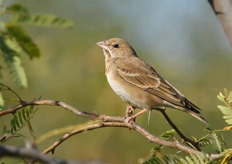 Pale Rock Sparrow, A New Bird For India, Recorded In Kutch ...