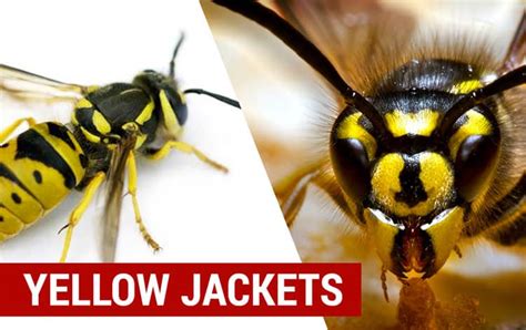 Wasp & Hornet Identification | How to identify types of common wasps