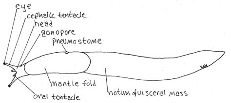 Banana Slug Digestive System