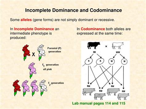 Incomplete Dominance Vs Codominance Examples