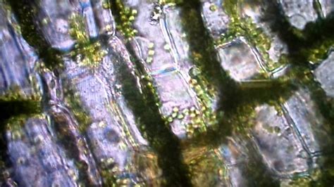 Elodea leaf under microscope - YouTube