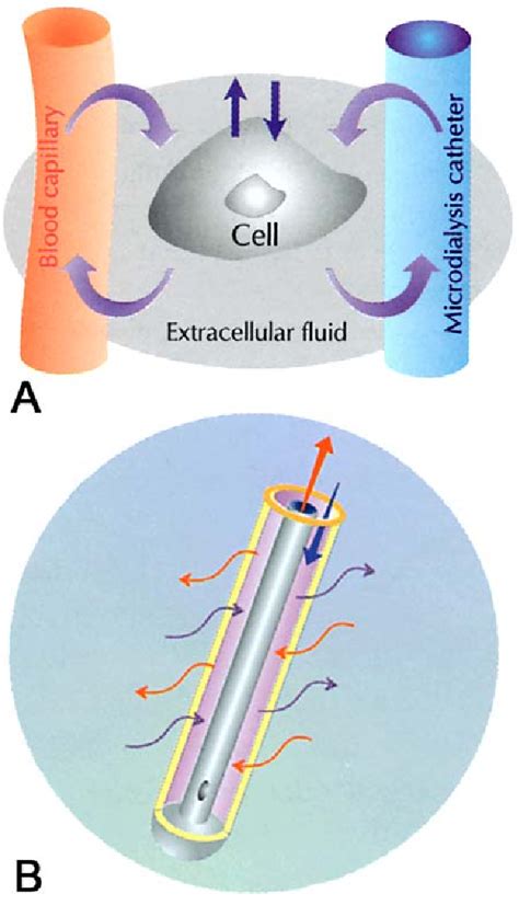 Figure 1 from Microdialysis - an in vivo technique for studies of ...