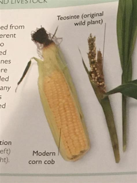 The Difference Between Modern Corn And Corn Before It Was Domesticated | Corn, Corn on cob ...