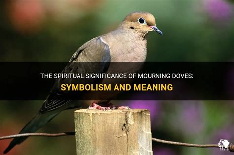 The Spiritual Significance Of Mourning Doves: Symbolism And Meaning ...