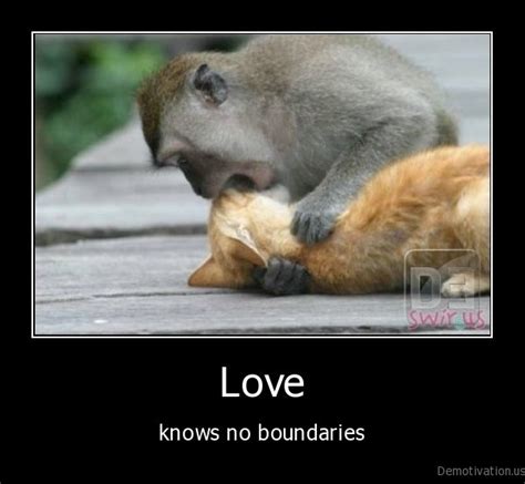 Funny Monkey and Kitten Friends Photos 2011 | Funny Animals