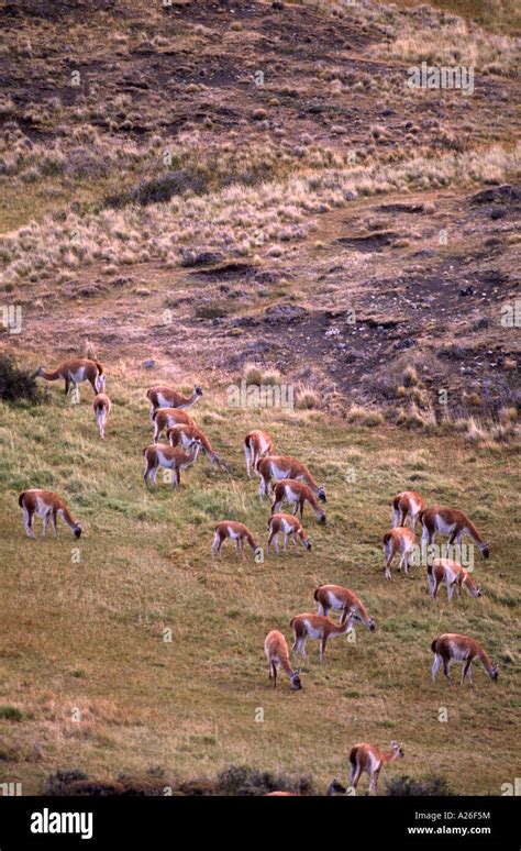 Guanaco herd, Torres del Paine national park, Chile Stock Photo - Alamy