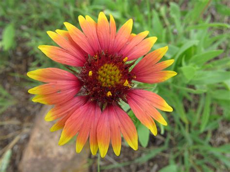 Oklahoma's Vibrant Indian Blanket Flower