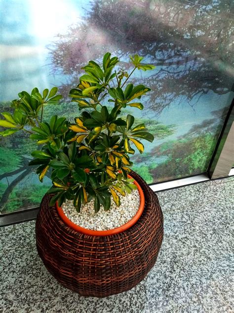 Round Synthetic Rattan planter - Order quality planters - 0710558855