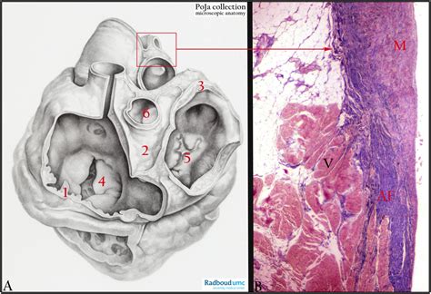 Annulus fibrosus of the heart (human) - POJA Collection Microscopic Anatomy