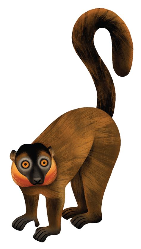 Lemur Fact Sheet: Collared Brown Lemur – Lemur Conservation Network