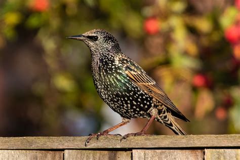 Juvenil Starling Stare Fågel - Gratis foto på Pixabay