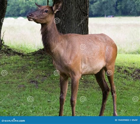 Wildlife in the Great Smoky Mountains National Park Stock Image - Image of mammal, cataloochee ...