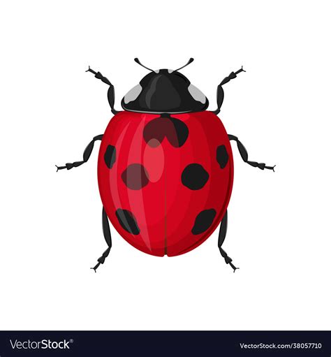 Cute red ladybug top view isolated on white Vector Image