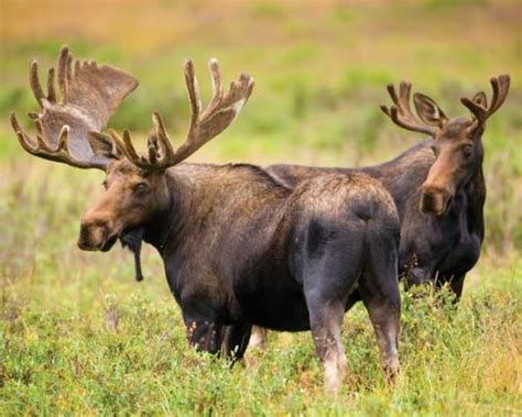 Moose - Big Bellowing Beast of a Deer | Animal Pictures and Facts | FactZoo.com