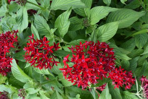 Pentas | Plants, Backyard, Growing