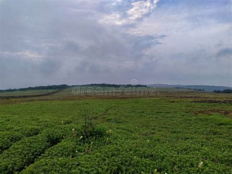 Kaas Plateau,Satara,Maharashtra,India,Asia Stock Image - Image of ...