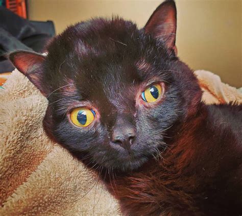 Meet The Adorable Cat With Hydrocephalus And Cerebellar Hypoplasia Who ...