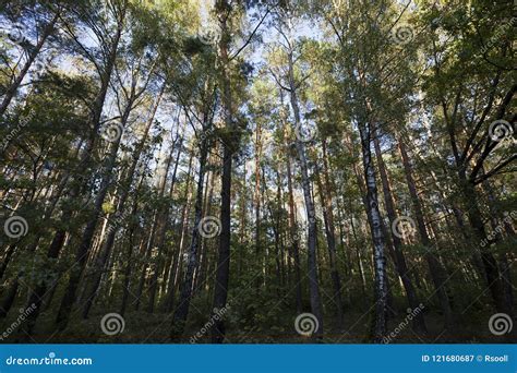 Mixed forest stock image. Image of flora, boggy, green - 121680687