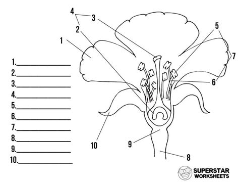 Blank Diagram Of A Flower