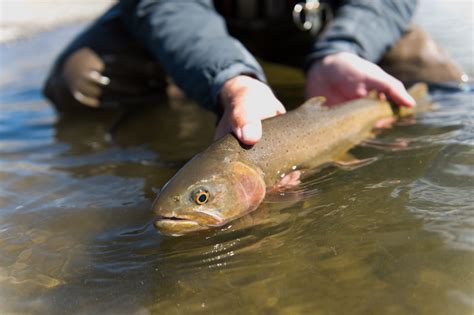 Yellowstone National Park Fly Fishing | Montana Fly Fishing Guide