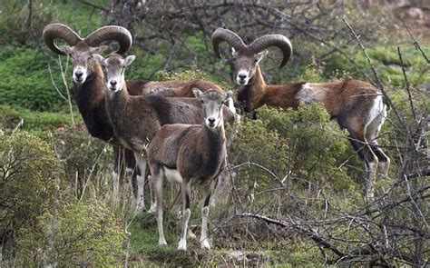 Italian austerity forces region to sell its rare mouflon sheep - Telegraph