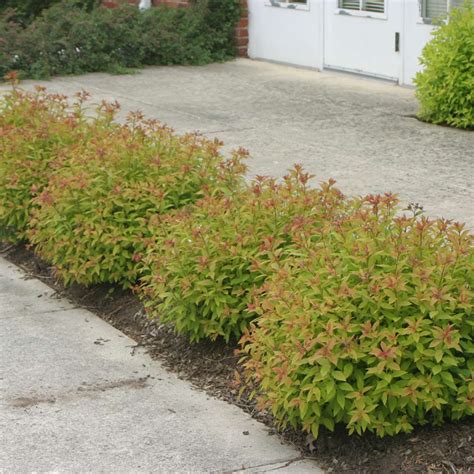 Gold Flame Spiraea | Spring Meadow - wholesale liners - Spring Meadow ...